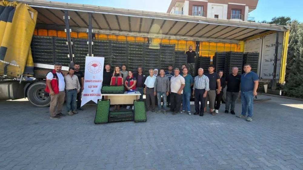 Burhaniye&rsquo;de &ccedil;ift&ccedil;ilere 300 bin 300 adet marul fidesi dağıtıldı
