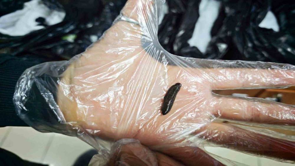 Kayseri&rsquo;de yasa dışı yollarla &uuml;lkeye sokulmak istenen 25 bin adet canlı s&uuml;l&uuml;k ele ge&ccedil;irildi
