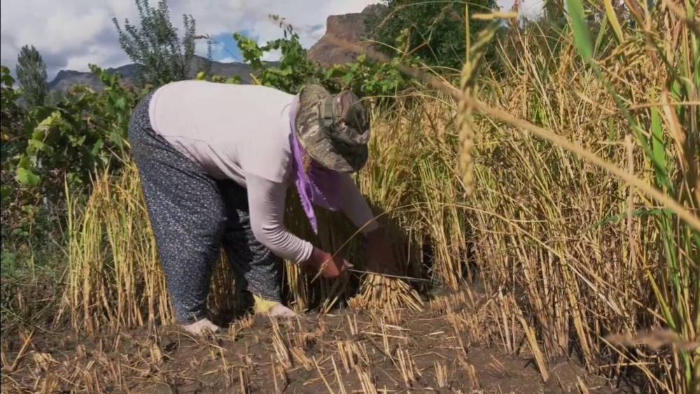 Yusufeli’nde pirinç hasadı başladı: Dağların arasında bereketli topraklar
