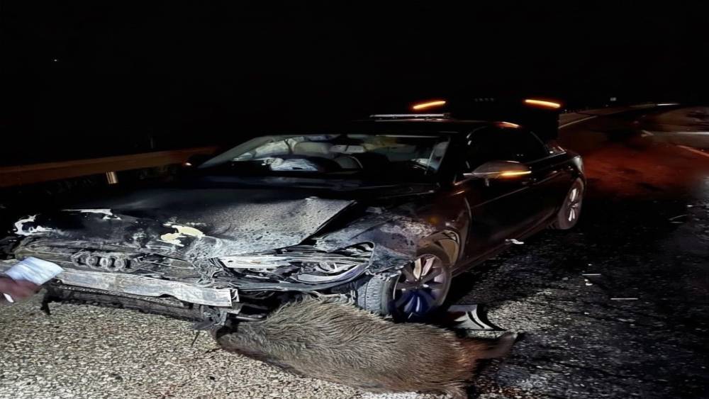 Sinop Belediye Başkanı Gürbüz’ün makam aracı domuz sürüsüne çarptı
