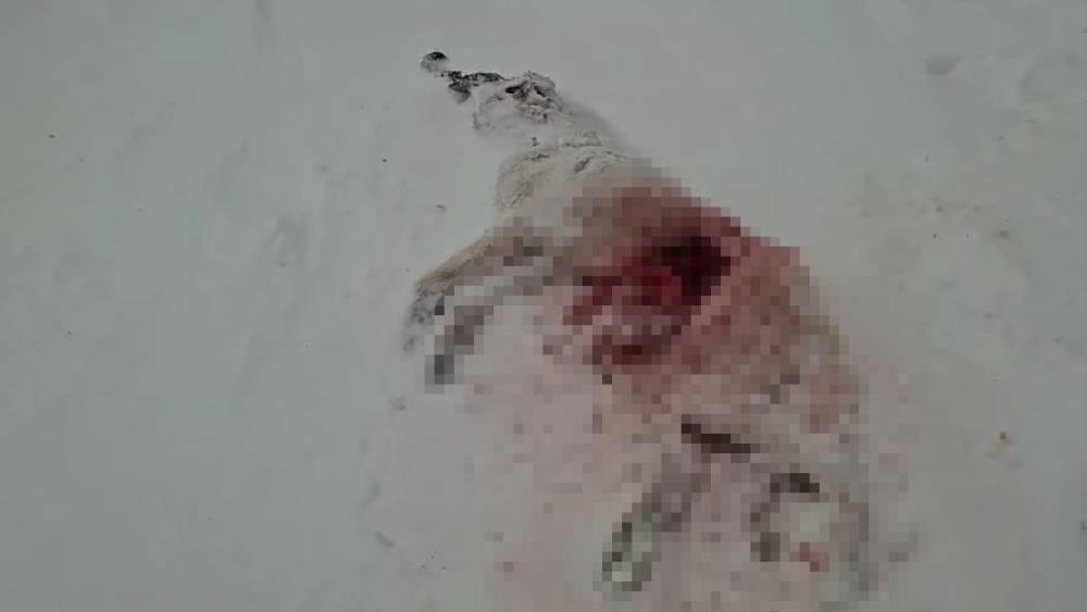 Dağda a&ccedil; kalan kurtlar k&ouml;y&uuml;n kabusu oldu
