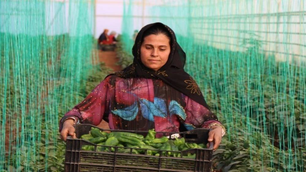 Tarım-GFE yıllık y&uuml;zde 34,24 arttı
