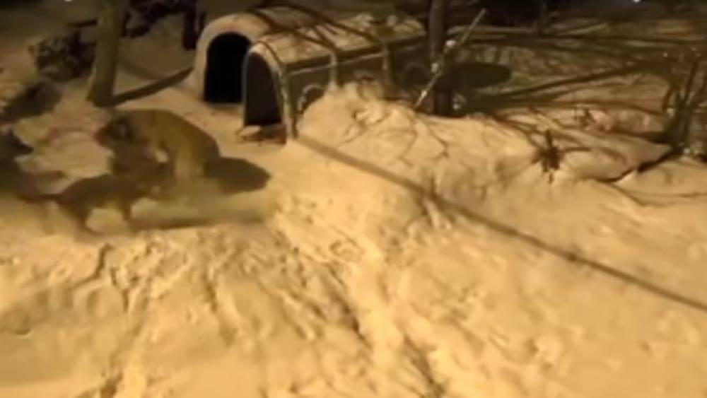 Artvin&rsquo;de cesur bek&ccedil;i k&ouml;peği 6 kurda meydan okudu
