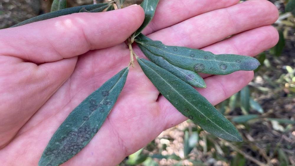 Salihli&rsquo;de &lsquo;Halkalı leke&rsquo; uyarısı
