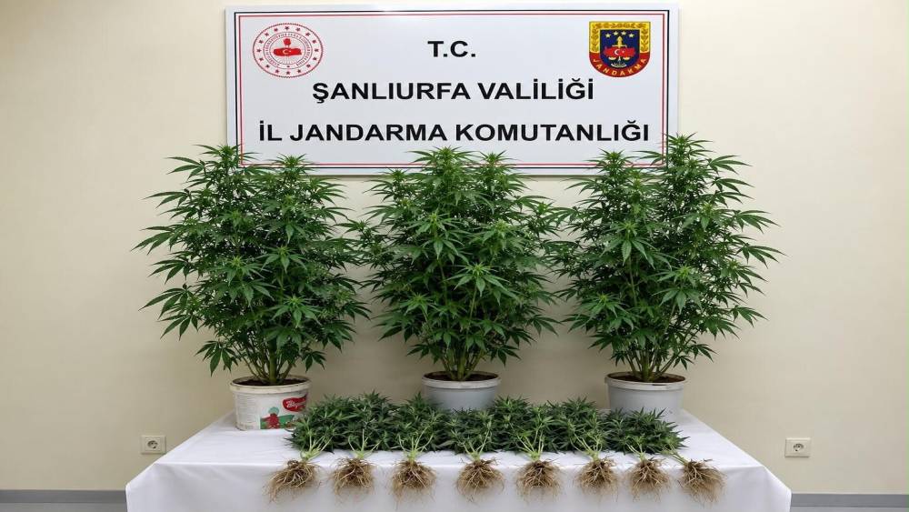 Bozova&rsquo;da 13 kenevir bitkisi ele ge&ccedil;irildi
