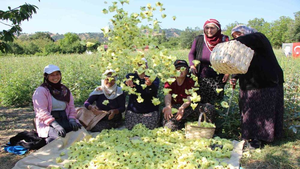 Amasya&rsquo;nın tescilli &ccedil;i&ccedil;ek bamyası altın değerinde: "Hızır&rsquo;ın cebinden d&uuml;şm&uuml;ş, topla topla bitmiyor"
