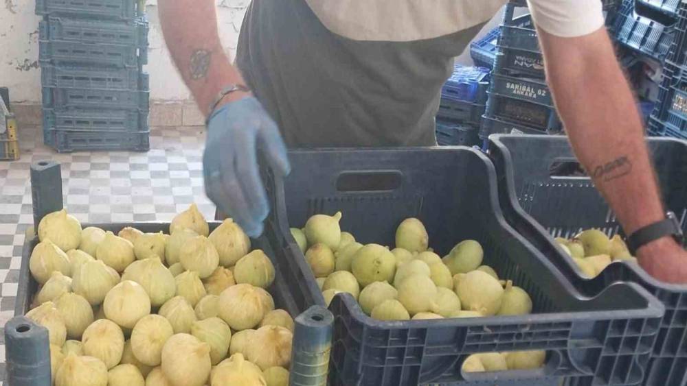 Mersin&rsquo;de beyaz incirde &rsquo;yok yılı&rsquo;: Rekoltenin 90 bin tondan 30 bin tona d&uuml;şmesi bekleniyor
