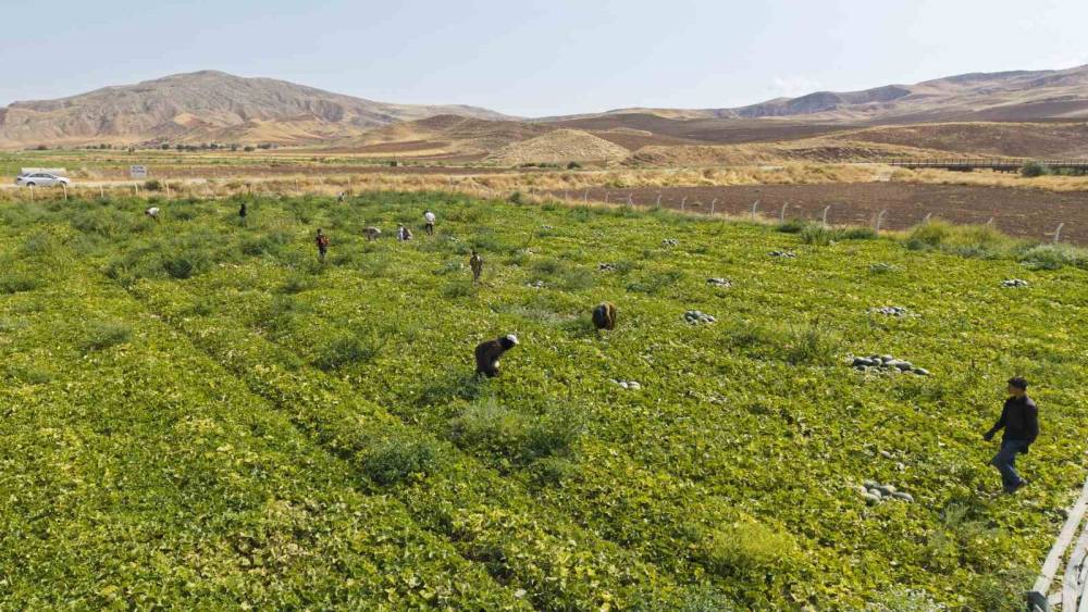 Kavun hasadı &uuml;reticinin y&uuml;z&uuml;n&uuml; g&uuml;ld&uuml;rd&uuml;: &rsquo;Rekolte de kalite de y&uuml;ksek&rsquo;
