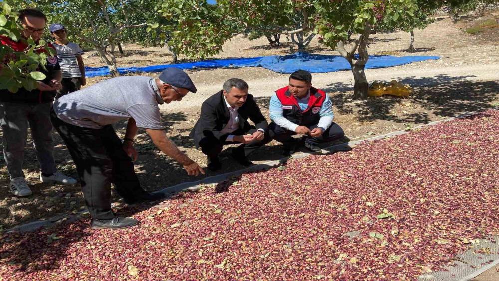 G&uuml;ney&rsquo;de toplanan Antep fıstıkları &uuml;reticinin y&uuml;z&uuml;n&uuml; g&uuml;ld&uuml;r&uuml;yor
