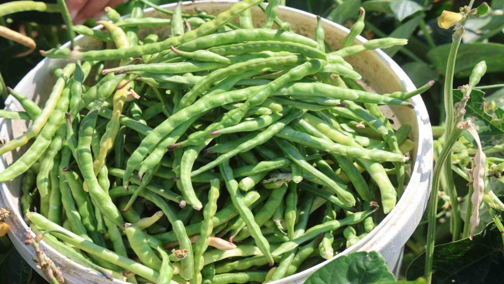 Protein ve lif bakımından zengin olan l&uuml;byede hasat başladı
