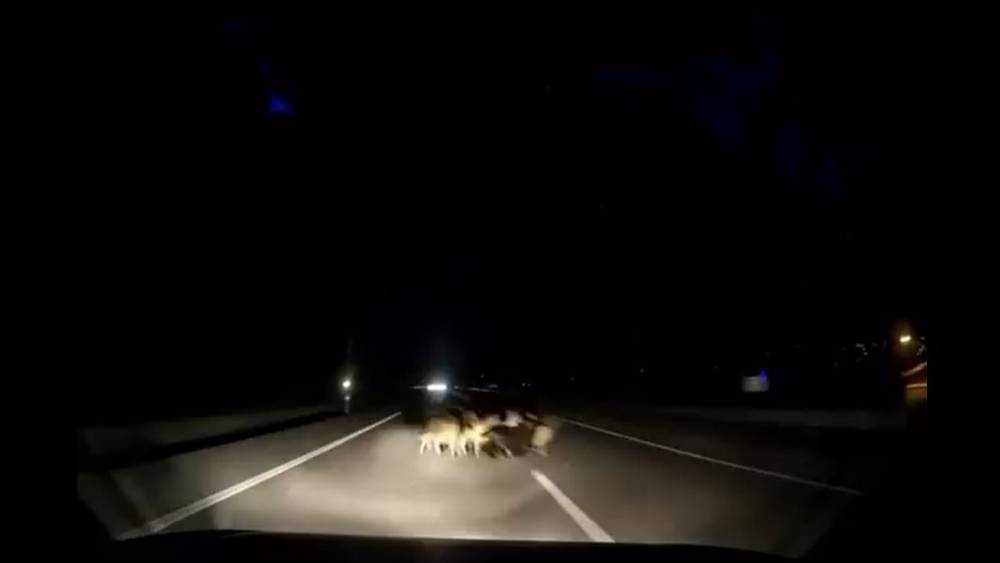 Tokat’ta otomobil sürüye çarptı: 12 koyun telef oldu
