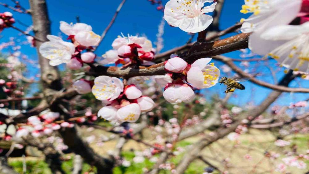 Salihli&rsquo;de sert &ccedil;ekirdekli meyveler i&ccedil;in &lsquo;Monilya&rsquo; uyarısı
