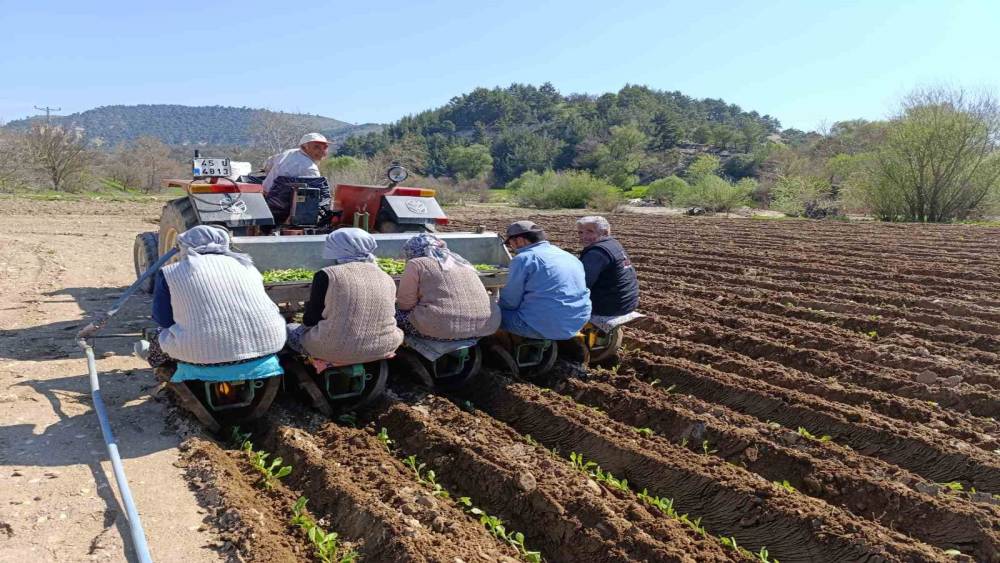 Selendi&rsquo;de t&uuml;t&uuml;n mesaisi başladı
