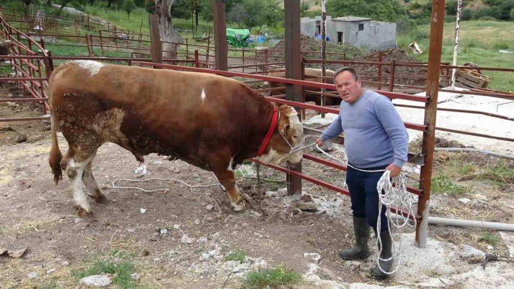 1 tonluk &lsquo;Paşak&ouml;y Efesi&rsquo; 420 bin TL&rsquo;den alıcısını bekliyor
