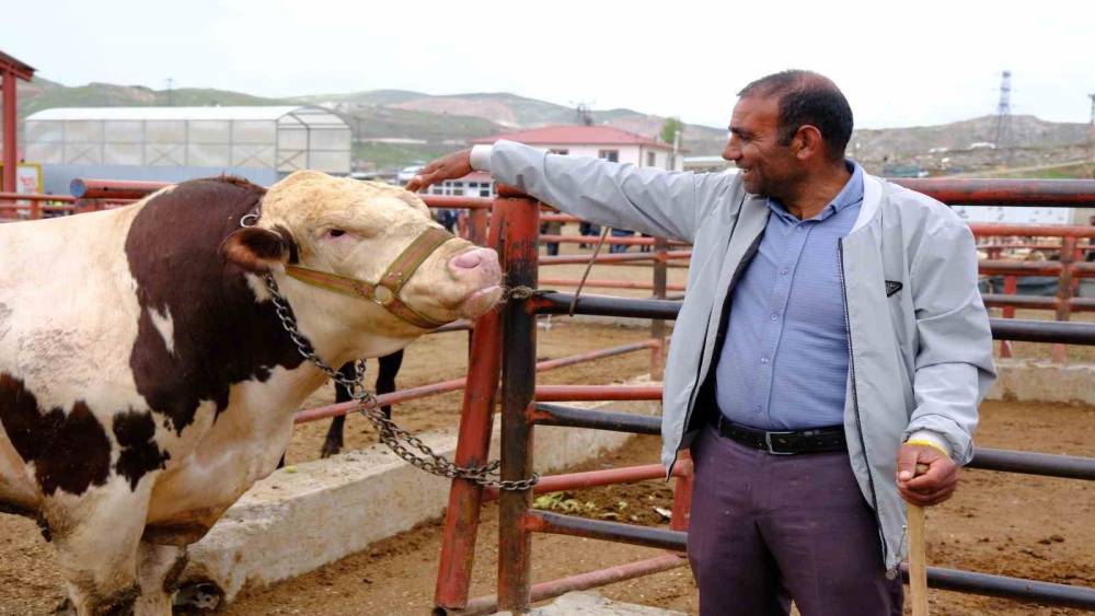 Van canlı hayvan pazarında Kurban Bayramı hareketliliği başladı
