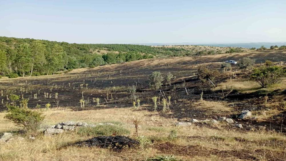 Tokat&rsquo;ta &ouml;rt&uuml; yangını: 15 d&ouml;n&uuml;m ekili arazi k&uuml;le d&ouml;nd&uuml;
