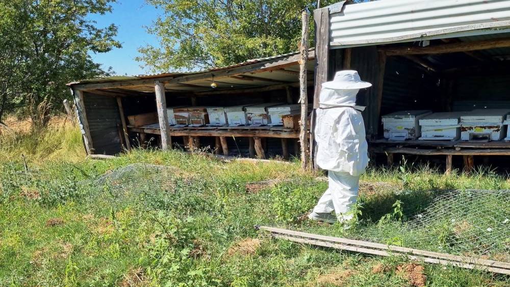 Hisarcık Karbasan k&ouml;y&uuml;nde arıcılık faaliyetleri denetlendi

