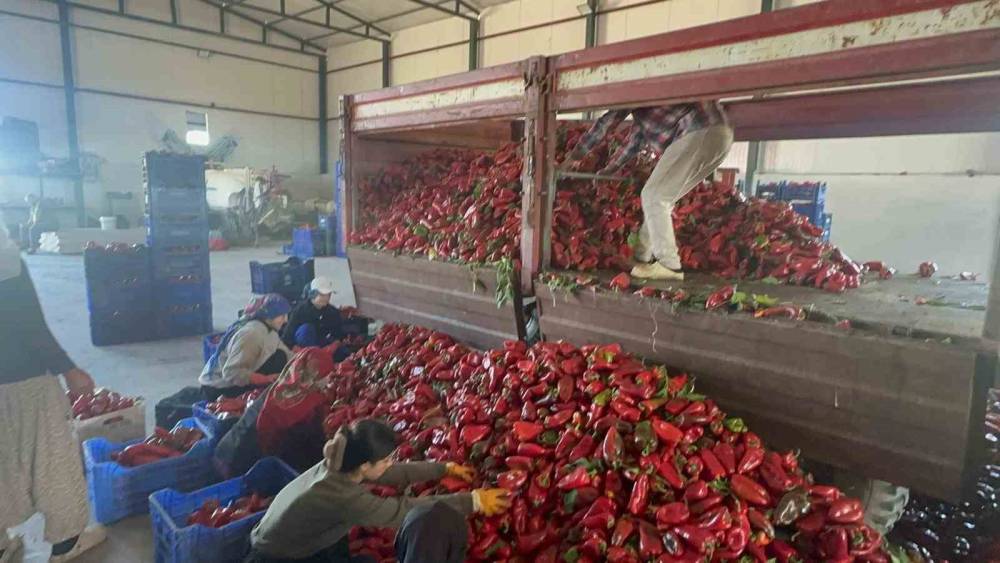 Y&uuml;ksek aromasıyla &ouml;ne &ccedil;ıkan Karacabey biberi sal&ccedil;a yapımında reva&ccedil;ta
