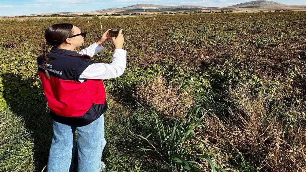 Altıntaş&rsquo;ta referans parsel ve yem bitkileri kontrolleri yapıldı
