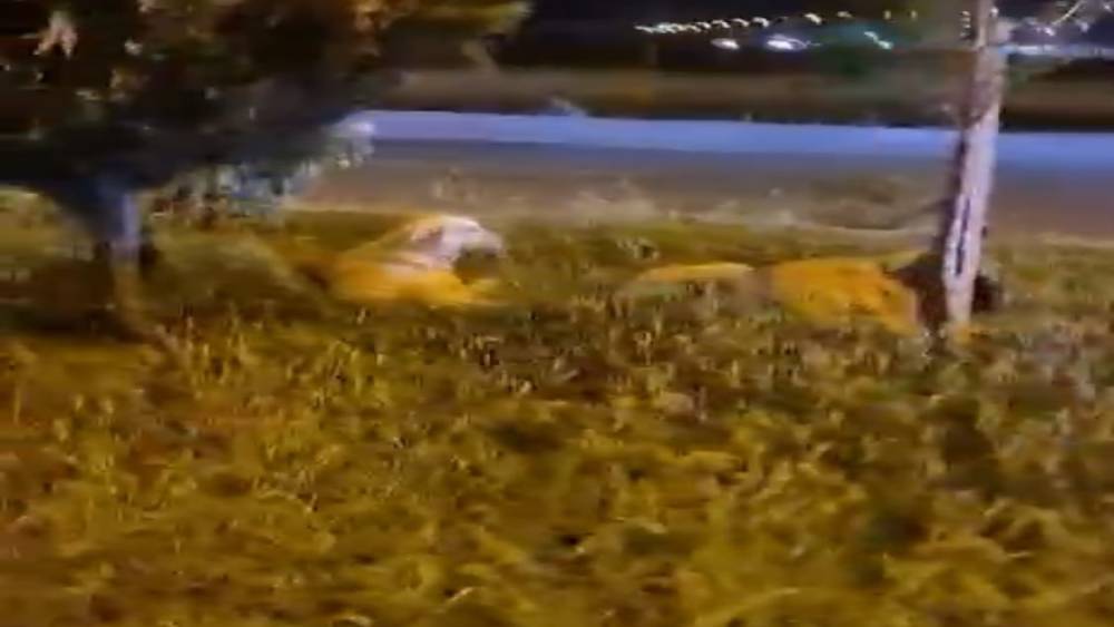 Batman "K&ouml;pekler saldırmıyor" deyip video &ccedil;ekerken derken k&ouml;peklerin saldırısına uğradı
