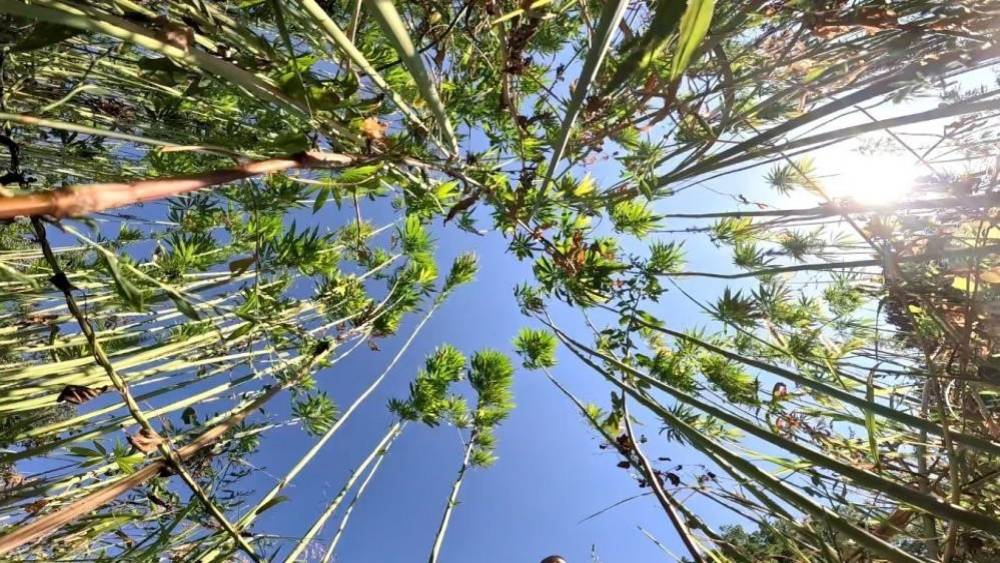 Samsun&rsquo;da kenevir &uuml;retimi i&ccedil;in son tarih uyarısı: Başvurular 1 Nisan&rsquo;da bitiyor
