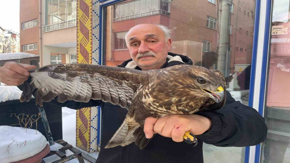 Yaralı boz şahine şefkat eli
