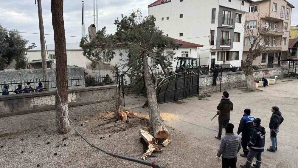 İznik&rsquo;te okulların tatil olması faciayı &ouml;nledi..Dev ağa&ccedil; okul bah&ccedil;esine devrildi
