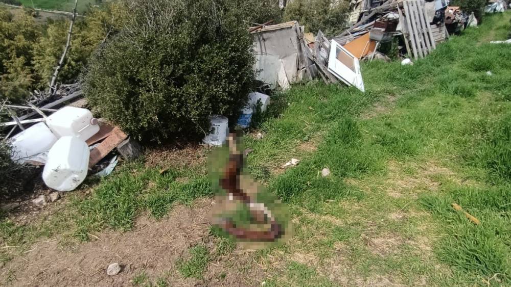 Hepsi zabıta ekiplerinin baskınında ortaya &ccedil;ıktı
