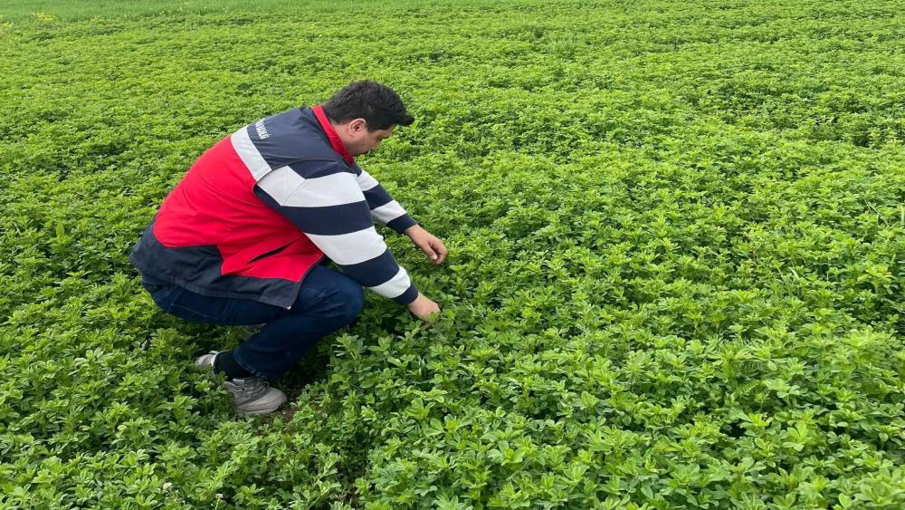 Emet&rsquo;te yonca &uuml;retimine y&ouml;nelik denetimler devam ediyor

