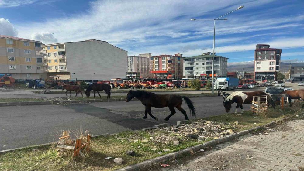 Trafikte başıboş atlar tehlike saçmaya devam ediyor
