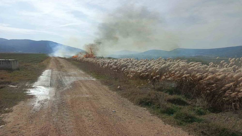 Bucak’ta sazlık alanda yangın

