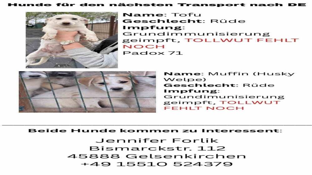 Hayvan severlerden, hayvan ka&ccedil;ak&ccedil;ılığı iddiası
