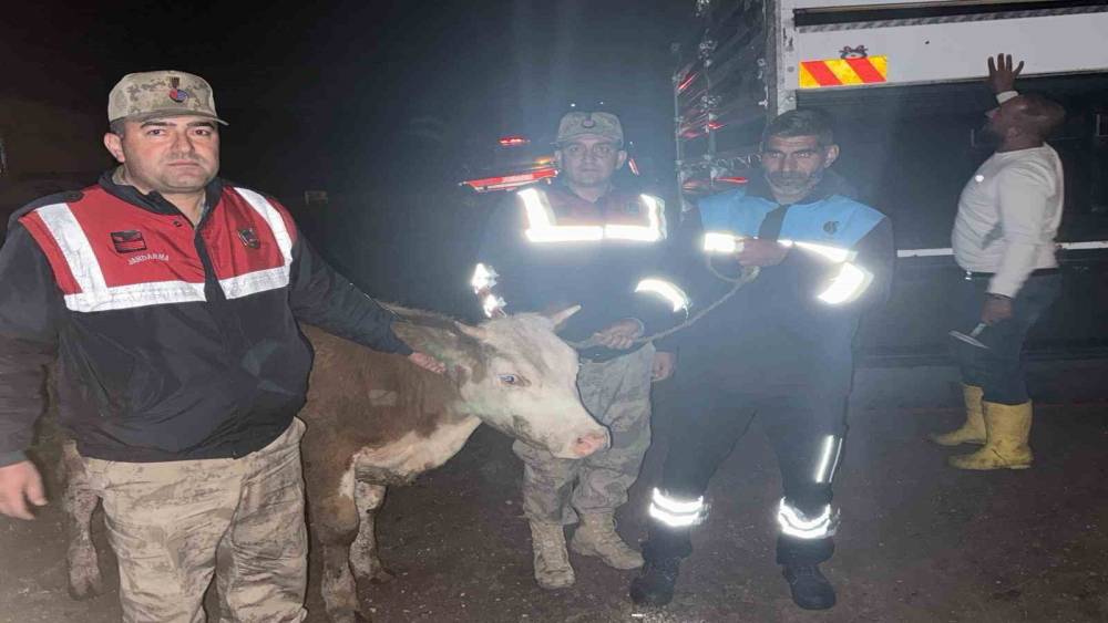Siverek&rsquo;te &ccedil;alınan b&uuml;y&uuml;kbaş hayvan jandarma tarafından bulundu
