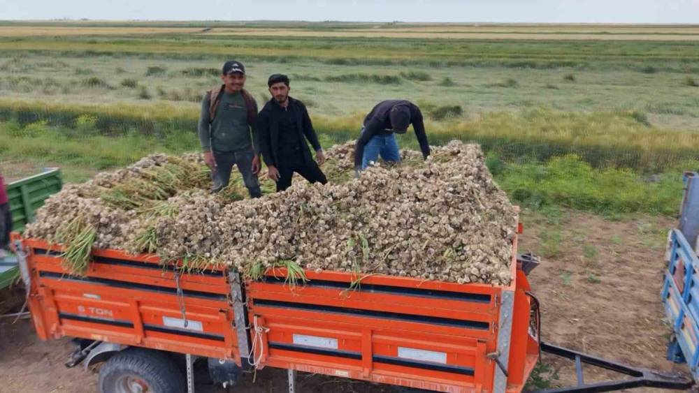 Aksaray&rsquo;ın ata tohumundan yetiştirilen organik sarımsakların hasadı başladı
