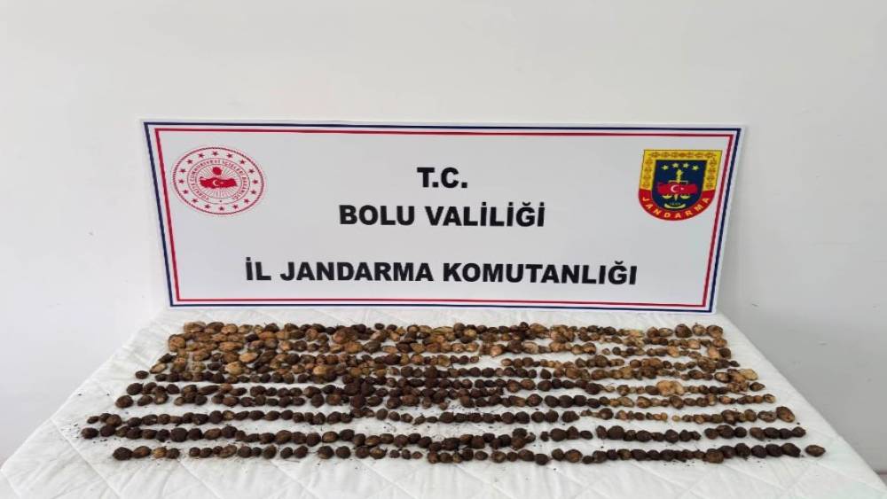 Bolu&rsquo;da yabani salep toplayan 3 kişiye rekor ceza: 2 milyon 97 bin TL
