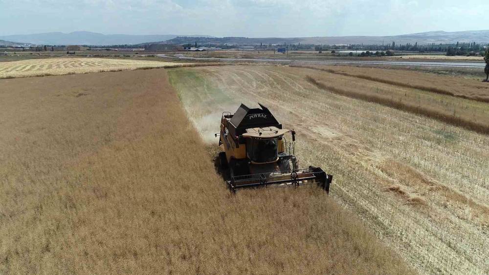 &Ccedil;orum&rsquo;da &ccedil;ift&ccedil;inin talebiyle planlı &uuml;retime alınan kanolada ilk hasat sevinci
