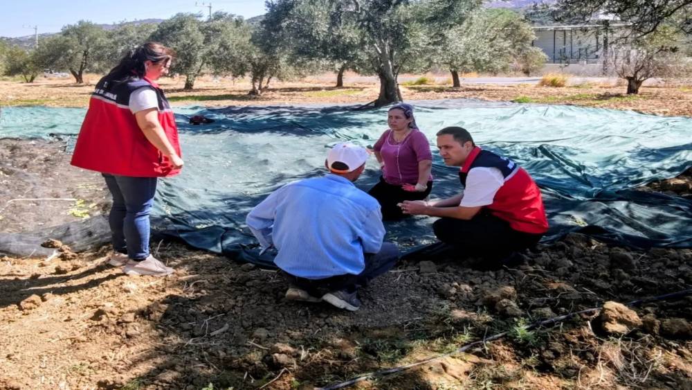 G&ouml;me&ccedil; te Zeytin Hasadına başlandı
