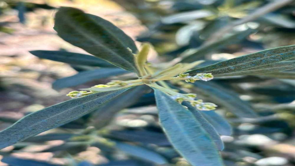Salihli&rsquo;de zeytin &uuml;reticilerine "Zeytin Pamuklu Biti" uyarısı
