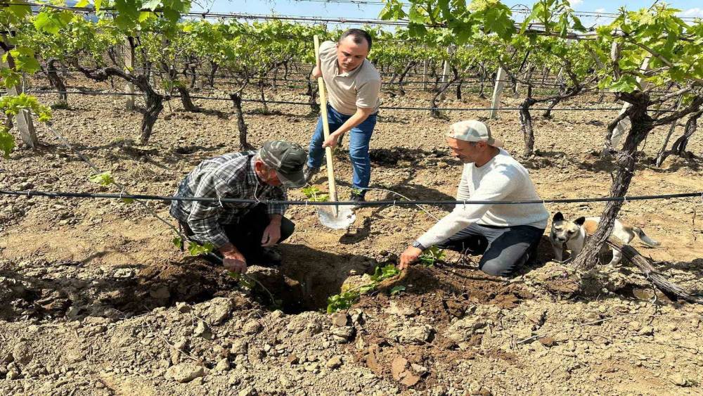 TARİŞ&rsquo;ten bağlara yakın takip
