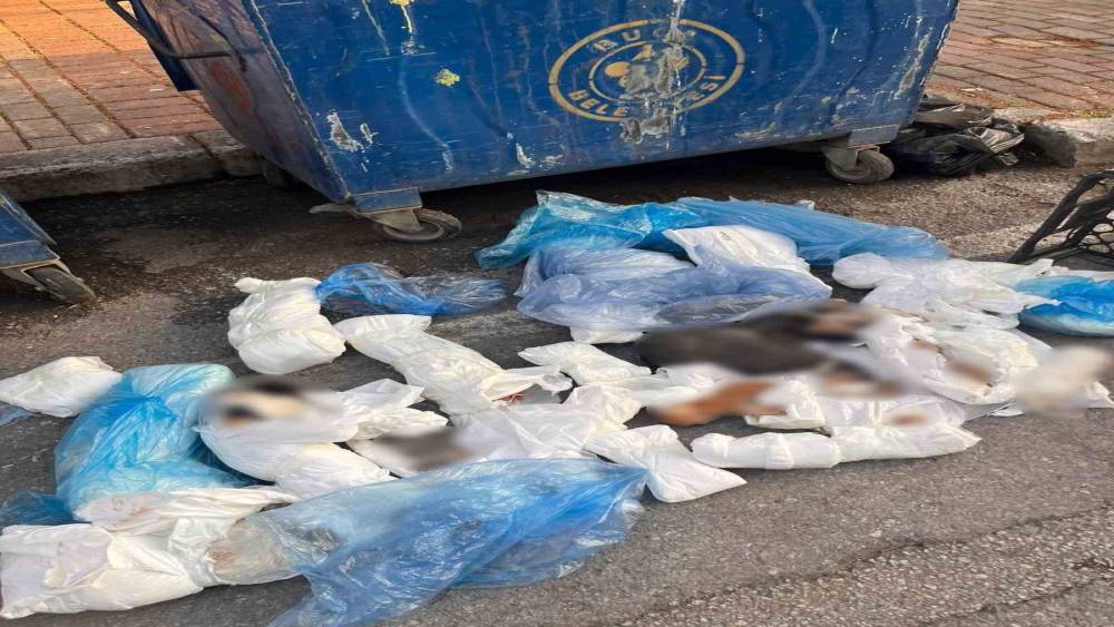 İzmir&rsquo;deki kedi vahşetinde veteriner hekim serbest kaldı, başsavcılık itiraz etti
