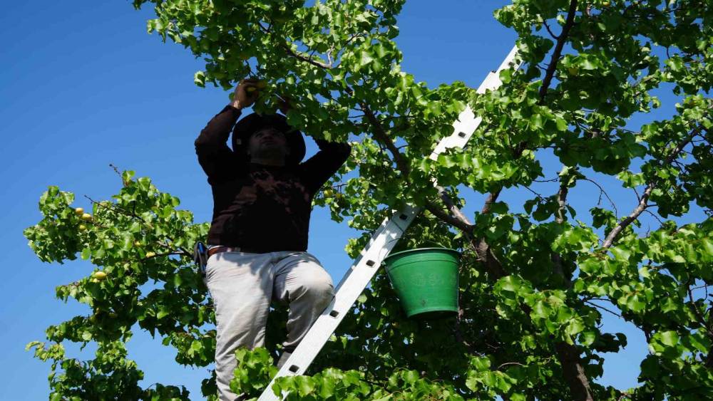 Iğdır&rsquo;da binlerce tonluk sarı altın hasadı başladı
