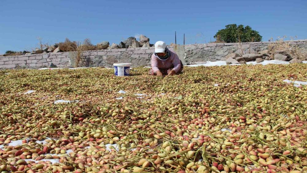 Yuntdağı fıstığı i&ccedil;in hasat şenliği d&uuml;zenlenecek
