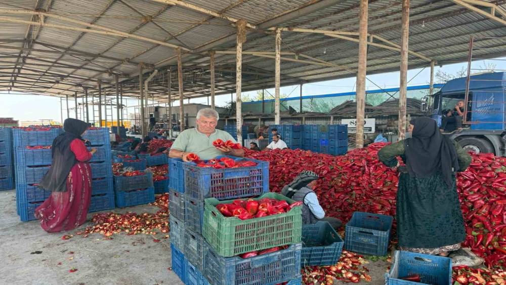 Kapya biberde fabrikaların fiyat d&uuml;ş&uuml;rmek i&ccedil;in &uuml;r&uuml;n alımını geciktirdiği iddiası
