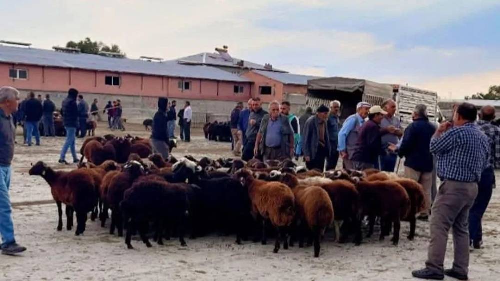 Iğdır canlı hayvan pazarı yeniden açıldı
