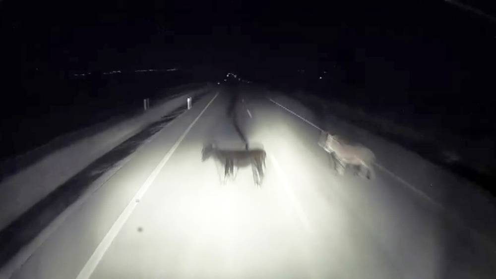 Tırın eşeklere &ccedil;arpma anı kameralara yansıdı
