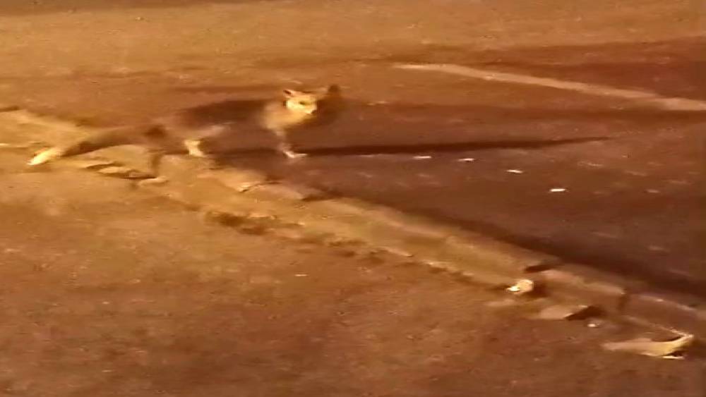 Elmadağ&rsquo;da a&ccedil; kalan tilkiler şehir merkezine indi
