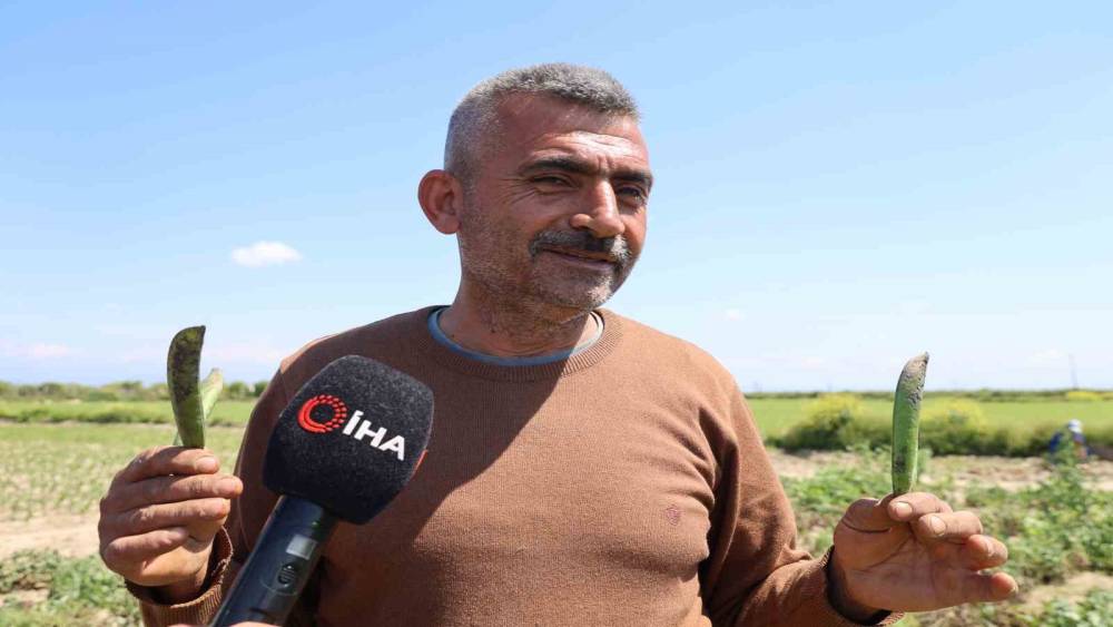 Kozan bezelyesi g&ouml;r&uuml;n&uuml;m&uuml;yle Karadeniz hamsisine benzetildi
