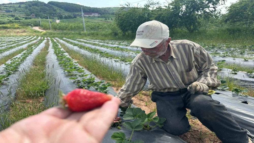 Bursa&rsquo;da &ccedil;ilek hasadı başlıyor; &uuml;retici 100 lira fiyat bekliyor
