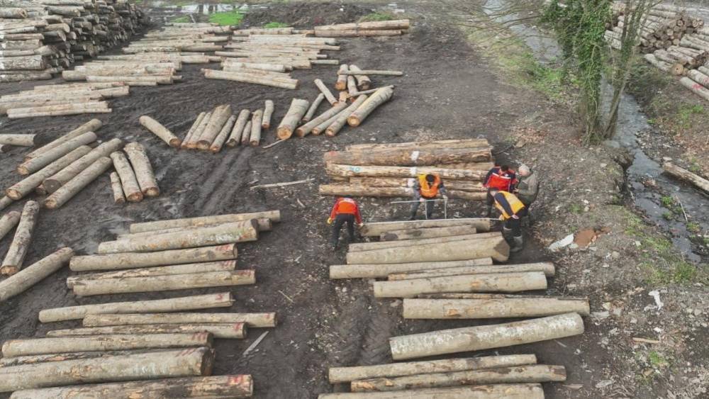 D&uuml;zce&rsquo;den 3 bin 400 ton orman &uuml;r&uuml;n&uuml; ihra&ccedil; edildi
