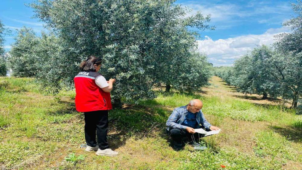 Salihli&rsquo;de zeytinde halkalı leke uyarısı
